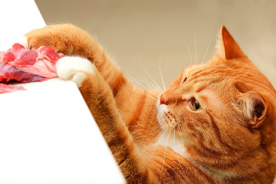 Чем кормить кошек после стерилизации
