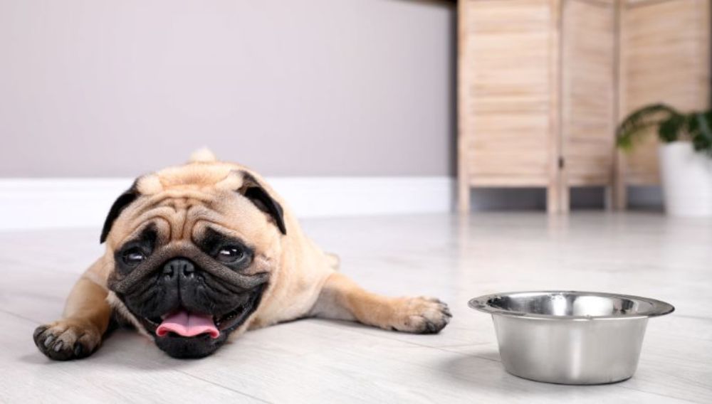 как понять что у собаки обезвоживание