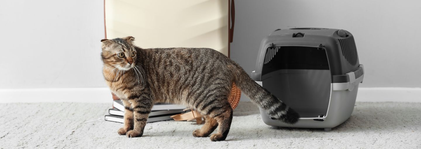 как перевозить кошку в переноске