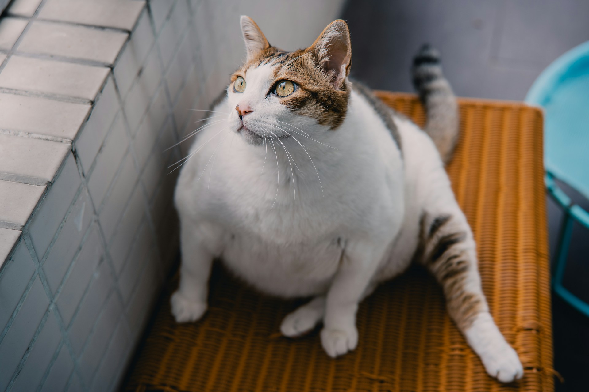 Ожирение у котов