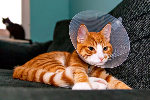 Нужно ли кастрировать кота