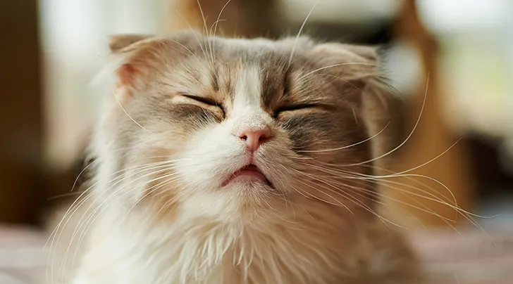 котенок чихает