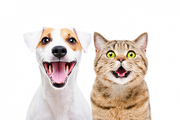 Аллергия на кошек и собак