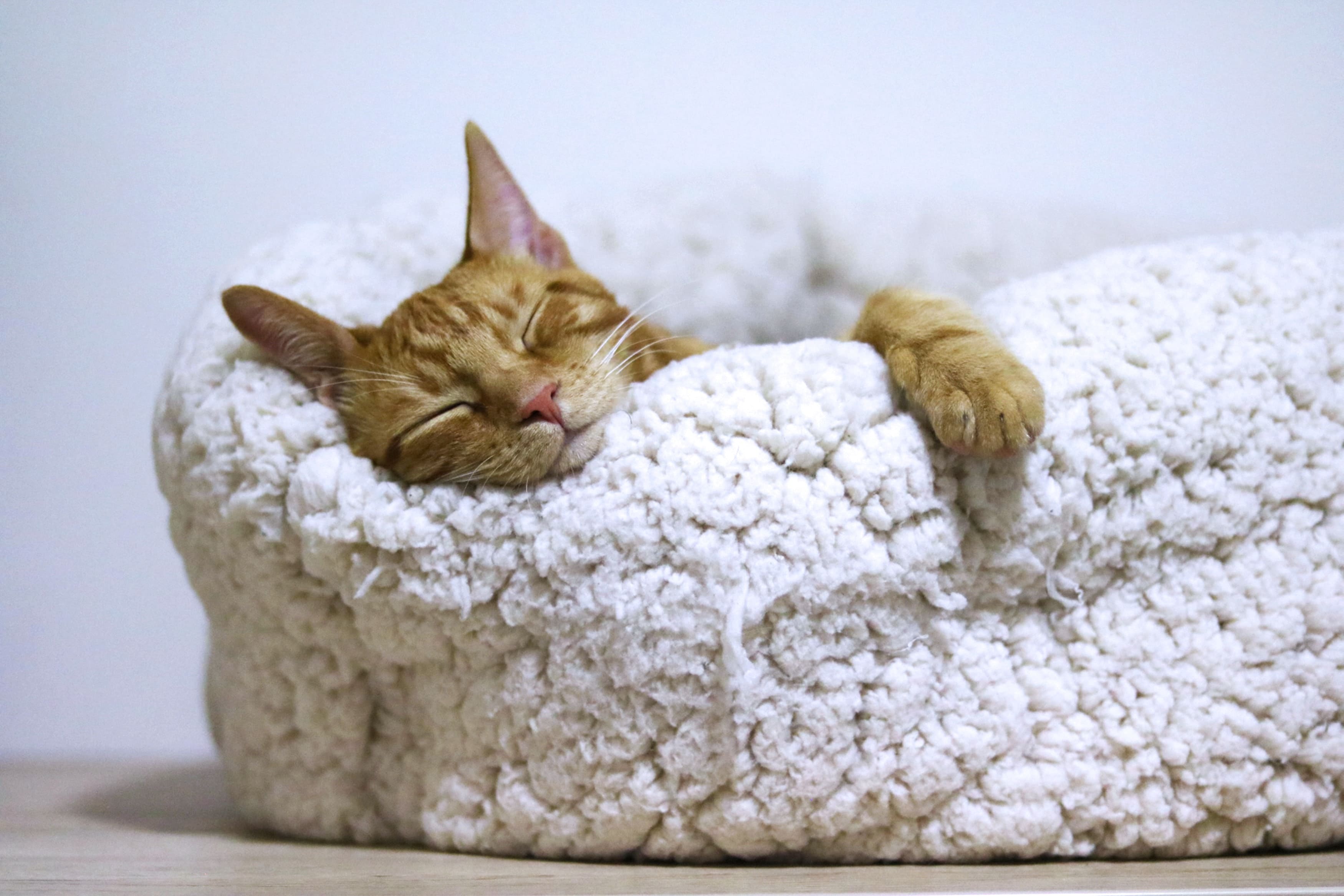 orange cat sleeping on white bed 1560424