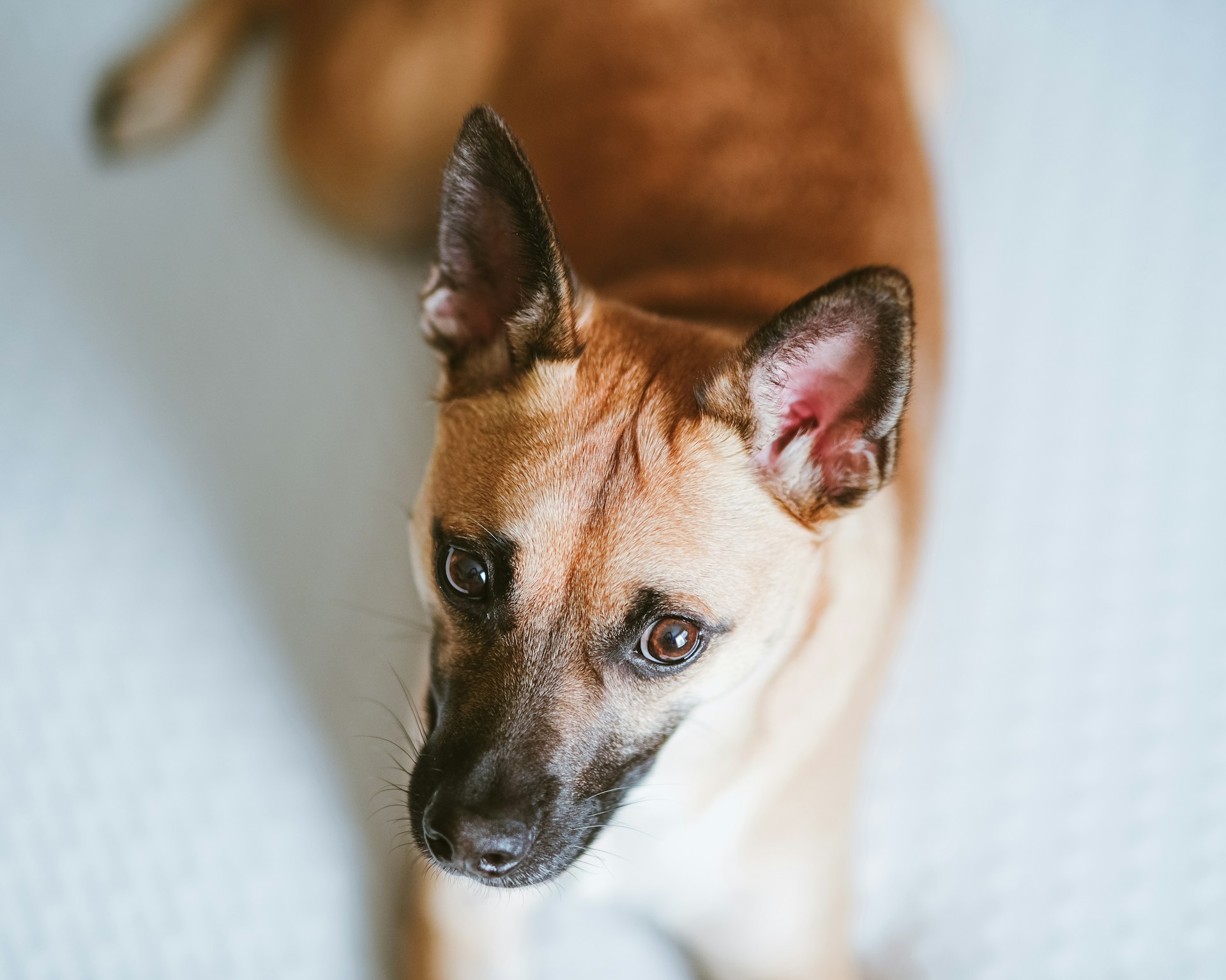 почему собака чешется