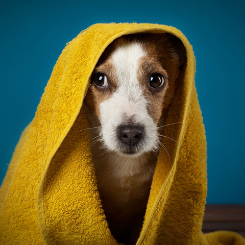 что делать если собака воет