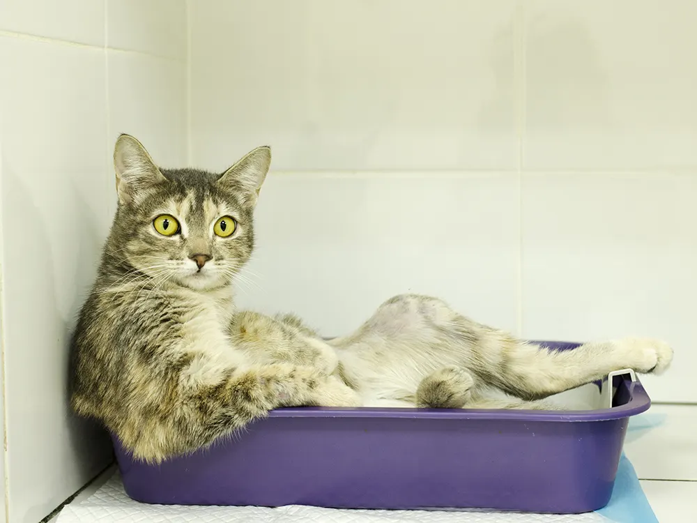 діарея у кота