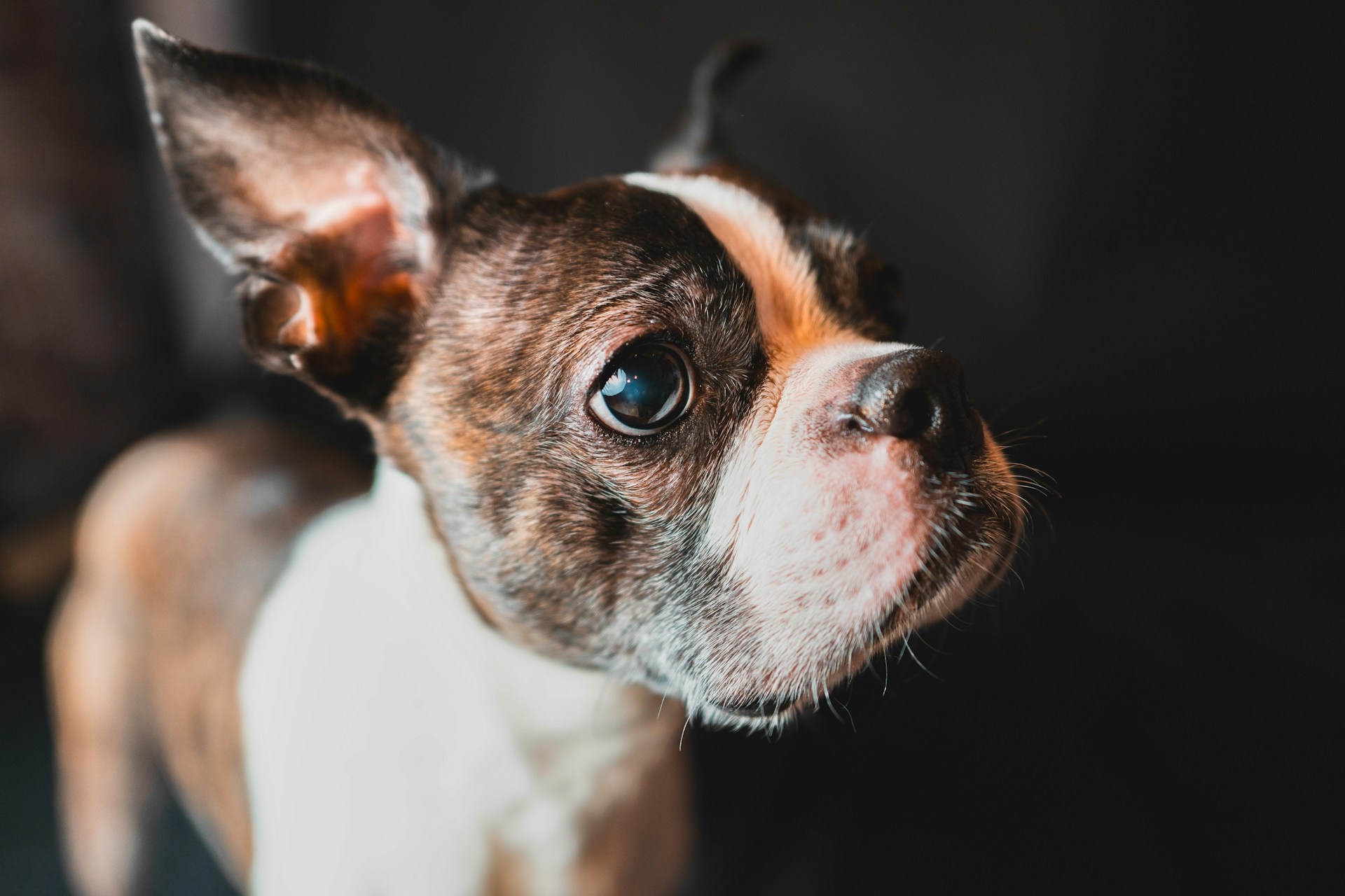 Сепарационная тревога у собак