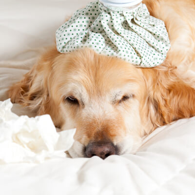 почему собака кашляет