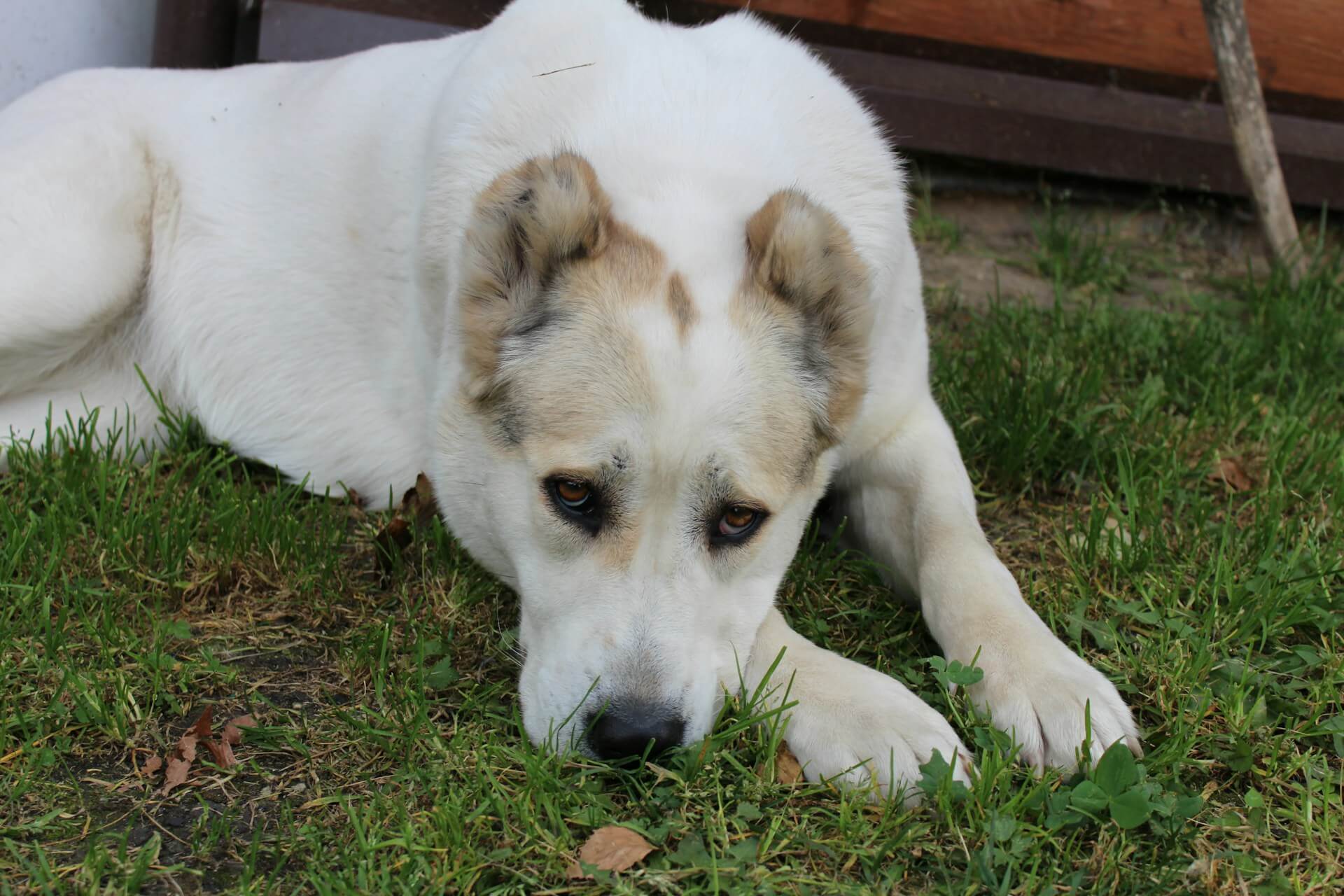 Собака не хочет гулять