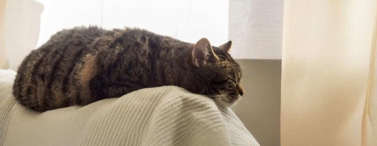 судорга у кота