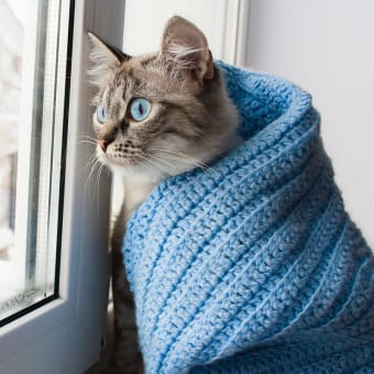 Температура у котов, кошек