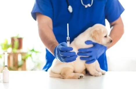 вакцинация собак