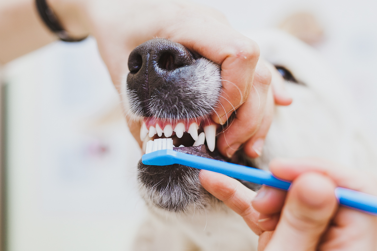 зубний камінь у собак