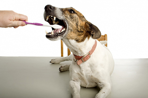 як чистити зуби собаці