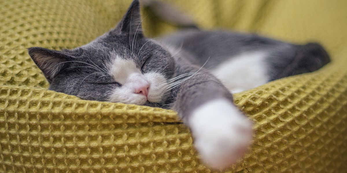 Сколько спят коты