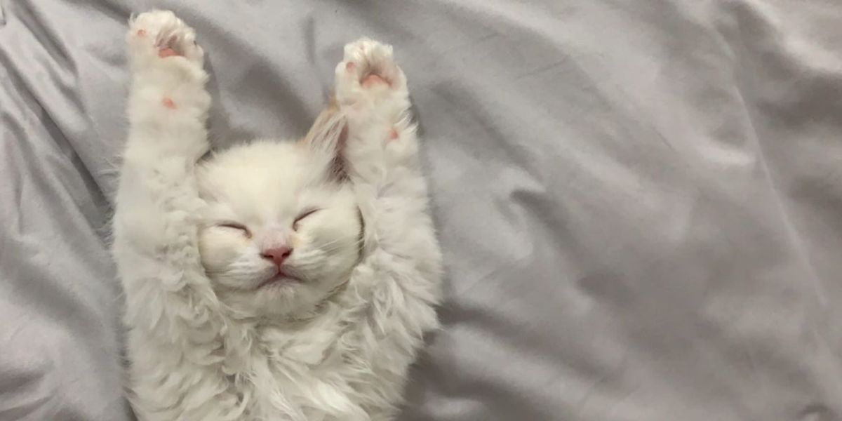 Сколько спят коты