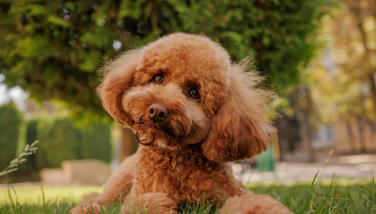 Кариес у собак