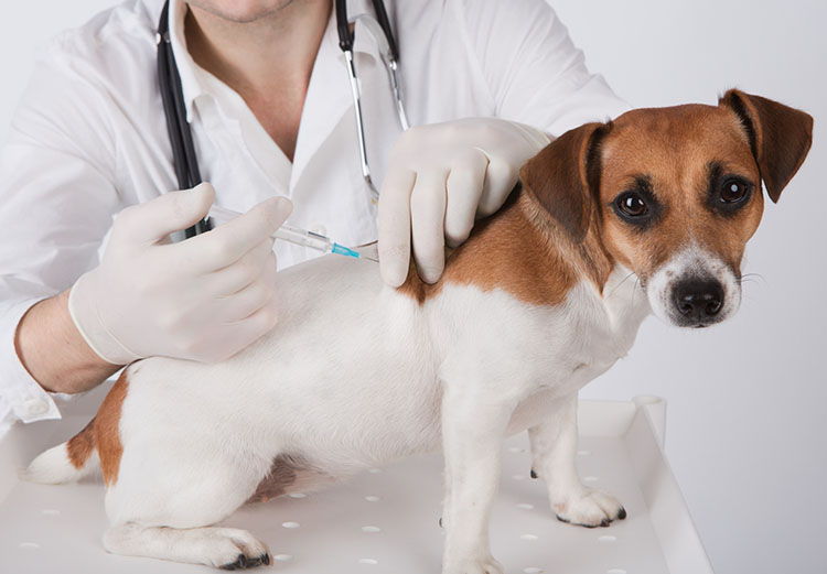 График прививок для собак